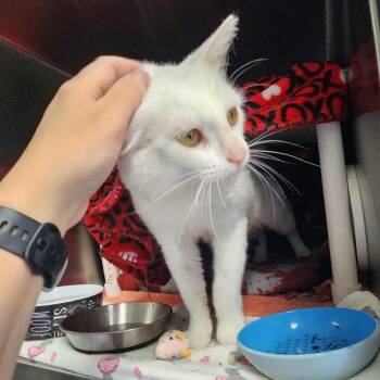 Hickory -  Domestic Short Hair Cat for Adoption in Walker, Michigan - Hickory | PetCurious