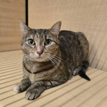 Domestic Short Hair Cats Available for Adoption in Warr Acres, Oklahoma - Ellie | PetCurious