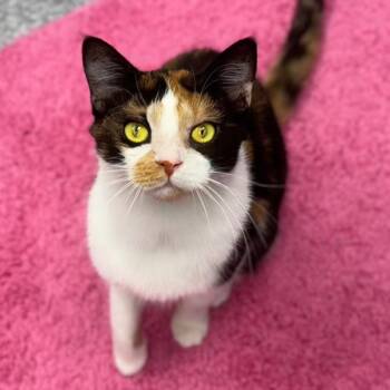 Rescue Domestic Short Hair Cats for Adoption in Zimmerman, Minnesota - Sweet Martha | PetCurious
