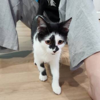 Rescue Domestic Short Hair Cats for Adoption in Portage, Michigan - Clervie | PetCurious