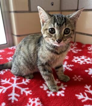 Rescue American Shorthair Cats for Adoption in Pueblo, Colorado - Sushi | PetCurious