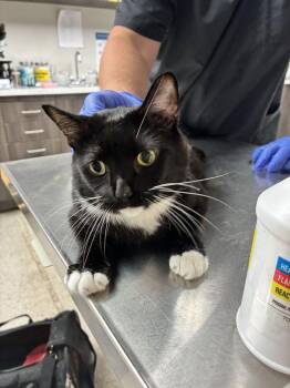 Luna -  Domestic Short Hair Cat for Adoption in Marietta, Georgia - Luna | PetCurious