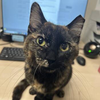 Basha -  Domestic Short Hair Cat for Adoption in Murray, Utah - Basha | PetCurious
