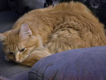 Domestic Long Hair Cats Available for Adoption - Holly | PetCurious