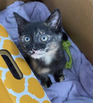 Domestic Short Hair Cats Available for Adoption in Dallas, Texas - DONUT | PetCurious