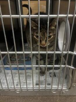 Sugar Ray -  Domestic Short Hair Cat for Adoption in Wichita, Kansas - Sugar Ray | PetCurious