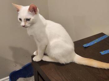 Tiramisu -  Domestic Short Hair and Siamese Cat for Adoption in Morgan Hill, California - Tiramisu | PetCurious