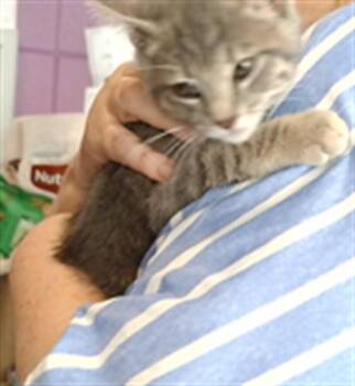 TUCKER -  Domestic Short Hair Cat for Adoption - TUCKER | PetCurious