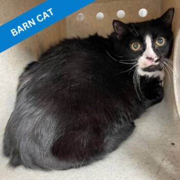 Lil Girl -  Domestic Short Hair Cat for Adoption in Roanoke, Virginia - Lil Girl | PetCurious