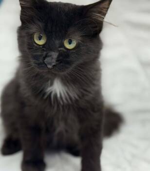 Rescue Domestic Medium Hair Cats for Adoption in Othello, Washington - Phantom | PetCurious