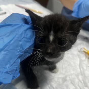 Romy -  Domestic Short Hair Cat for Adoption in Summerville, South Carolina - Romy | PetCurious