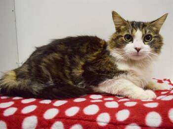 Domestic Medium Hair Cats Available for Adoption in Sacramento, California - FLUFFERNUTTER | PetCurious