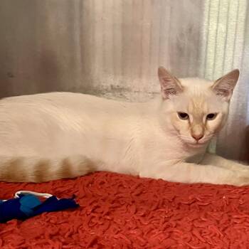 1433-C26 -  Siamese Cat for Adoption in Port Charlotte, Florida - 1433-C26 | PetCurious