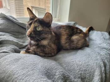 Raelynn -  Domestic Short Hair Cat for Adoption in Chicago, Illinois - Raelynn | PetCurious