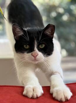 Turkish Van and Tuxedo Cats Available for Adoption - Goggles | PetCurious