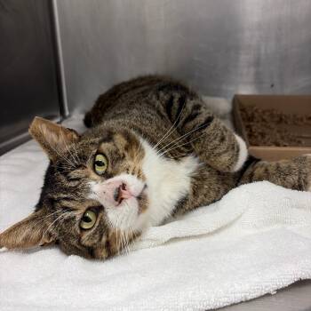 Grump -  Domestic Short Hair Cat for Adoption in Newark, New Jersey - Grump | PetCurious