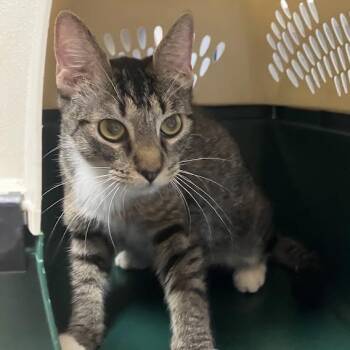 Sourdough -  Domestic Short Hair Cat for Adoption in Dekalb, Illinois - Sourdough | PetCurious