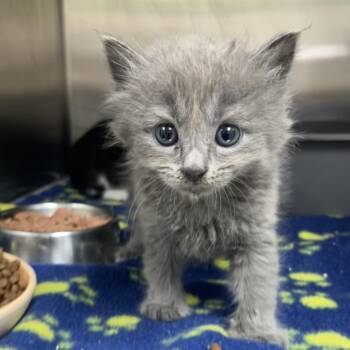 Barb -  Domestic Long Hair Cat for Adoption in Birmingham, Alabama - Barb | PetCurious