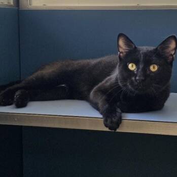 Astro -  Domestic Short Hair Cat for Adoption in Waterloo, Iowa - Astro | PetCurious