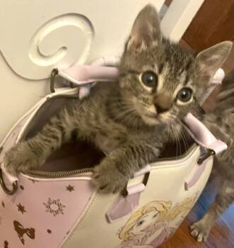 Rescue Domestic Short Hair Cats for Adoption in North Charleston, South Carolina - 87442a Simba | PetCurious