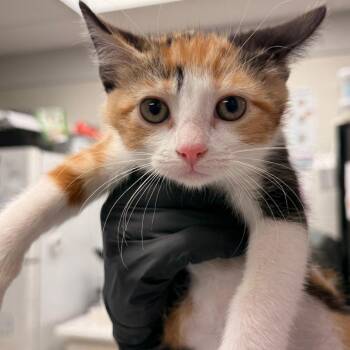 Peach -  Domestic Short Hair Cat for Adoption in Evansville, Indiana - Peach | PetCurious