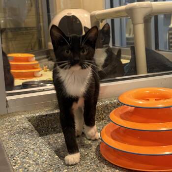 Libby -  Domestic Short Hair Cat for Adoption in Charleston, South Carolina - Libby | PetCurious