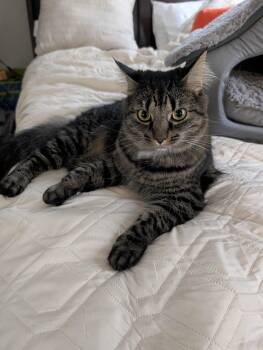 Carmela NKA Lily -  Domestic Long Hair and Tabby Cat for Adoption in Charlotte, North Carolina - Carmela NKA Lily | PetCurious