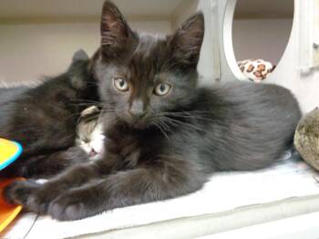 Rescue Extra Toes Cat Hemingway Polydactyl Cats for Adoption in Delhi, New York - STUFFING | PetCurious