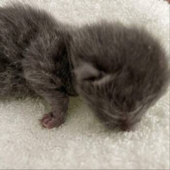 Domestic Short Hair Cats Available for Adoption in Tuscaloosa, Alabama - TUSC-Stray-84134 | PetCurious