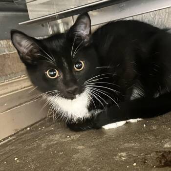 I Been Thunk -  Domestic Short Hair Cat for Adoption in Davenport, Iowa - I Been Thunk | PetCurious