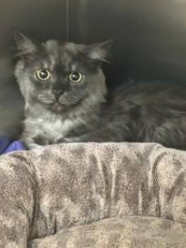 Aria -  Domestic Long Hair and Domestic Short Hair Cat for Adoption in Longmont, Colorado - Aria | PetCurious