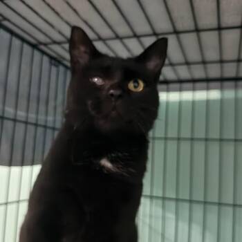 Domestic Short Hair Cats Available for Adoption in Roanoke, Virginia - Endora | PetCurious