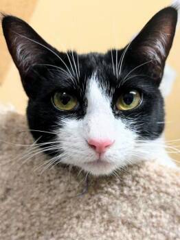 Suzy Q - Rancho Cucamonga PetSmart -  Domestic Short Hair Cat for Adoption in Yorba Linda, California - Suzy Q - Rancho Cucamonga PetSmart | PetCurious