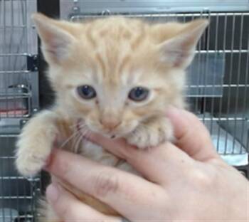 CHARLES -  Domestic Short Hair Cat for Adoption in Salinas, California - CHARLES | PetCurious