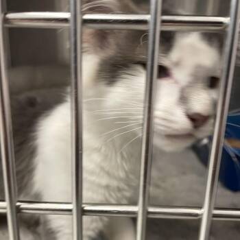 Domestic Short Hair Cats Available for Adoption in Port Charlotte, Florida - Gia | PetCurious