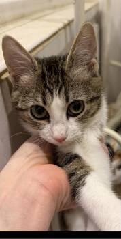 Domestic Short Hair Cats Available for Adoption - Rumi25 | PetCurious