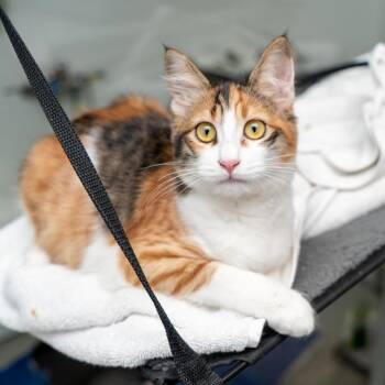 Domestic Medium Hair Cats Available for Adoption - Shawarma | PetCurious