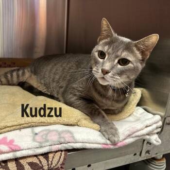 Kudzu -  American Shorthair Cat for Adoption in Oak Ridge, Tennessee - Kudzu | PetCurious