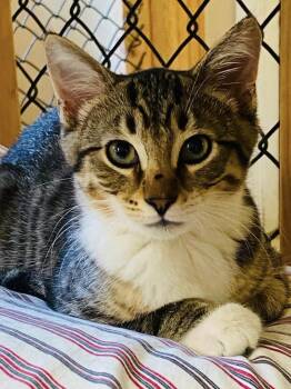 Lima Bean -  Domestic Short Hair Cat for Adoption in Beacon, New York - Lima Bean | PetCurious