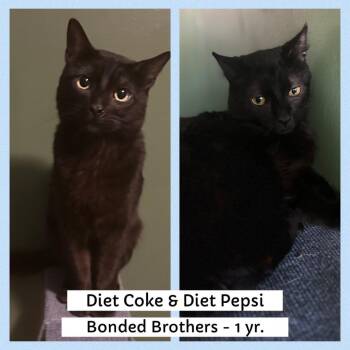 Rescue Domestic Short Hair Cats for Adoption in Mokena, Illinois - Diet Coke And Diet Pepsi | PetCurious