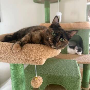 Rescue Domestic Short Hair Cats for Adoption in East Brunswick, New Jersey - Mia | PetCurious