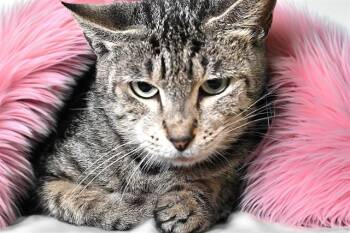 Domestic Short Hair Cats Available for Adoption in Fort Lauderdale, Florida - DIXIE | PetCurious
