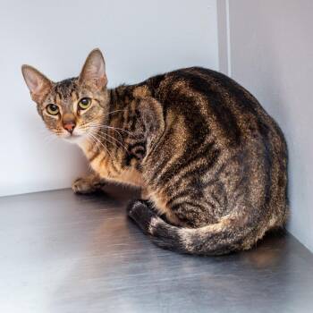 Jr -  Domestic Short Hair Cat for Adoption in Hattiesburg, Mississippi - Jr | PetCurious