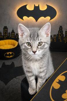 Robin -  Tabby Cat for Adoption in Pickerington, Ohio - Robin | PetCurious