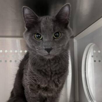 Zoidberg -  Domestic Medium Hair and Domestic Short Hair Cat Available for Adoption in Washburn, Missouri - Zoidberg | PetCurious