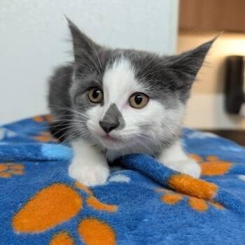 Ontario -  Domestic Short Hair Cat for Adoption in Rochester, Minnesota - Ontario | PetCurious