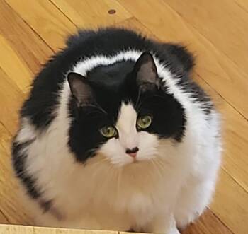 Grisha -  Domestic Medium Hair Cat for Adoption in Ardsley, New York - Grisha | PetCurious