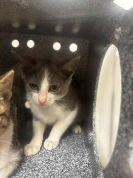 Roxie -  Domestic Short Hair Cat for Adoption in Greenfield, Indiana - Roxie | PetCurious