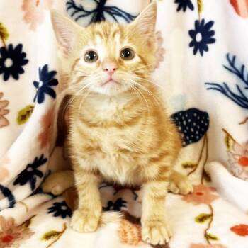 Donutz -  Domestic Short Hair Cat for Adoption in Mt. Juliet, Tennessee - Donutz | PetCurious