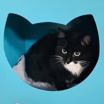 Domestic Medium Hair Cats Available for Adoption - Castille | PetCurious
